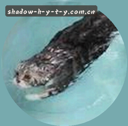 吴刚